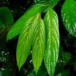 Lasianthus chinensis Leaf