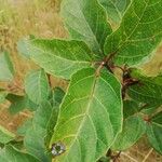 Ficus mucuso ᱥᱟᱠᱟᱢ