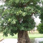 Ficus platyphylla Leaf