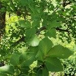 Ulmus carpinifolia Feuille