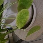 Pilea peperomioides 葉