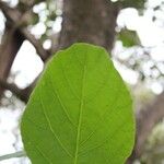 Cordia africana Blad