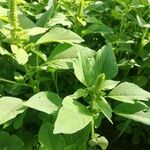 Amaranthus retroflexusLeaf