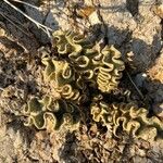 Verbascum undulatum Leaf