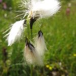 Eriophorum latifoliumAlia