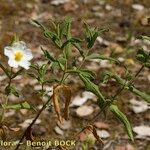 Cistus inflatus ശീലം