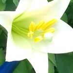 Lilium formosanum Květ