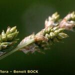 Carex canescens Froito