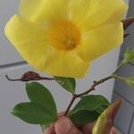Allamanda cathartica Flower