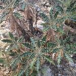 Ptilostemon hispanicus Leaf