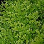 Selaginella pallescens Ліст