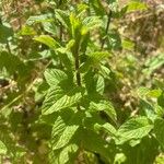 Mentha spicata 叶