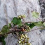 Cynanchum andringitrense Flower