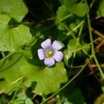 Wahlenbergia hederacea Flor
