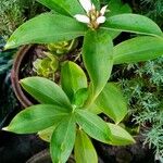 Costus guanaiensis Feuille