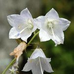 Adenophora liliifolia Blüte