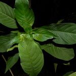 Psychotria pubescens Lorea