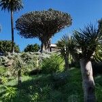 Dracaena draco Habit