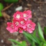 Armeria pseudarmeria Õis