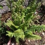 Dryopteris fragrans পাতা