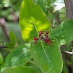 Lonicera dioica Flor