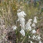 Epacris impressa 花