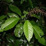 Acalypha costaricensis Інше