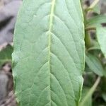 Phytolacca bogotensis Leaf