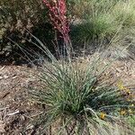 Hesperaloe parviflora Habitat