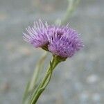 Litogyne gariepina Цвят