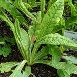 Primula vialii Hostoa