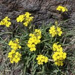 Erysimum bonannianum Leaf