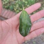 Ilex rotunda Leaf