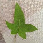 Hedera canariensis Leaf