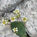 Saxifraga squarrosa عادت