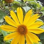 Tithonia diversifoliaFlower