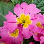 Primula vulgaris Fiore