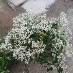 Chamaesyce hypericifolia Цвят