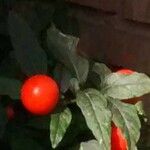 Solanum pseudocapsicum 果實