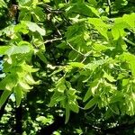 Carpinus betulus Fruit