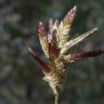 Eragrostis cilianensis Květ