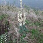 Verbascum lychnitis Цвят