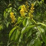 Vochysia ferruginea Habit