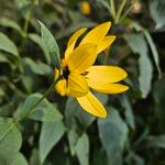 Helianthus × laetiflorus Flower