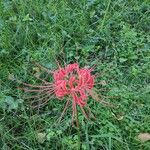 Lycoris radiata फूल