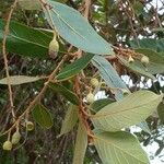 Styrax ferrugineus Frucht