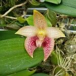 Bulbophyllum facetum Blomst