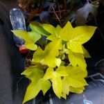 Ipomoea batatas Hoja