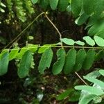 Dalbergiella welwitschii Hoja