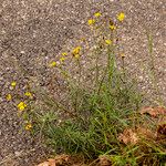 Senecio inaequidensFiore